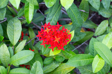 Ixora flower in the garden