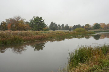 Fototapeta premium Landscape of Wetland in Autumn with Gold, Green Colored Trees and Reflection in Water on Overcast Day
