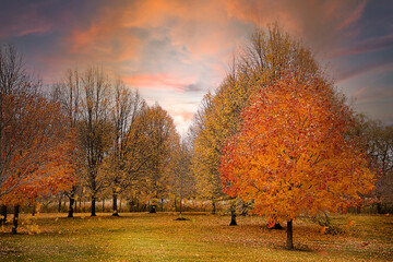 Fall trees - autumn scene 
