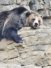 Geizzly bear portrait