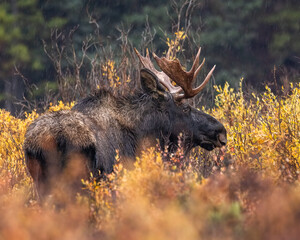 Bull Shiras Moose - alces alces - standing in yellow changing willows on rainy fall morning...