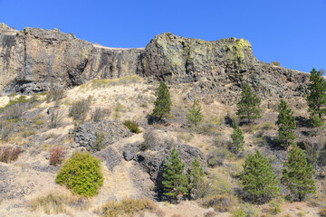 Fototapeta na wymiar Hillside of trees dot basalt cliff face in Central Washington