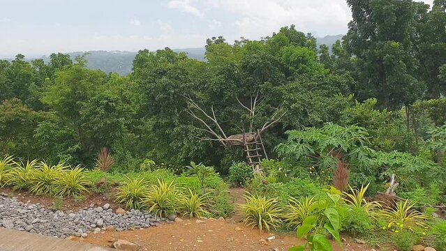 Mountain plants on a gloomy morning