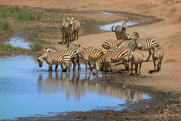 Fototapeta na wymiar Zebras at waterhole, Serengeti, Tanzania