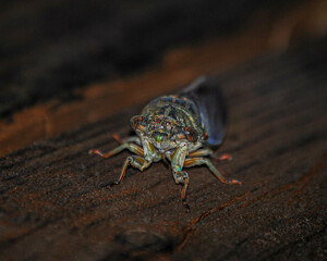 close up of a cicada