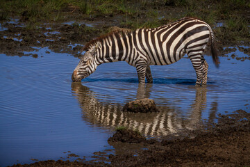 Fototapeta na wymiar Zebra at waterhole, Serengeti, Tanzania