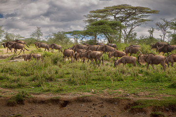 Naklejka na ściany i meble herd of wildebeest, Serengeti, Tanzania