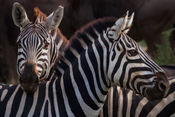 Fototapeta na wymiar Zebras close-up, Serengeti, Tanzania