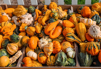 Stand with fresh pumpkins at farm, closeup