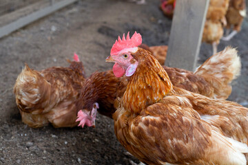 Hens in the chicken farm. Organic poultry house.