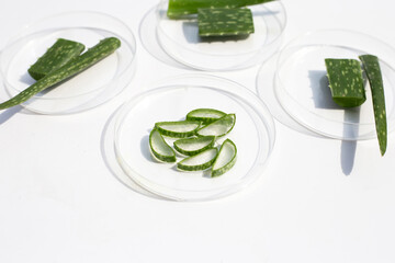 Aloe vera in petri dishes on white background.