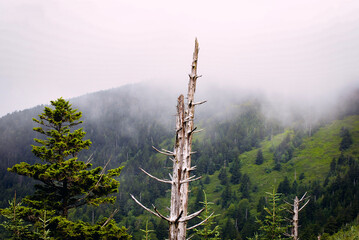 morning in the mountains