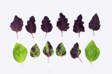 Basil leaves on white background.