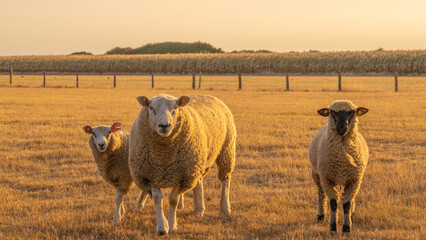  Three sheep portrait. Sheeps in paddock on wheat field background.Farm animals. Animal husbandry and agriculture concept.Breeding and rearing sheep.