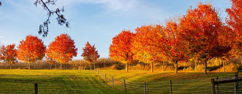 Colorful autumn maple trees next to a cornfield in Wausau, Wisconsin in October