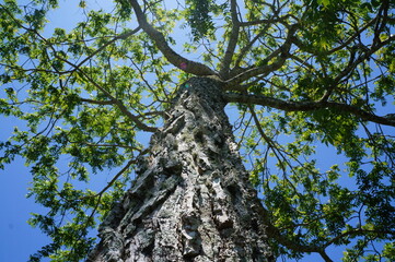 Obraz premium Bit tree with the sky behind