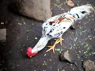 Hen eat Chickens feed in front of yard .Colorful white Hen 