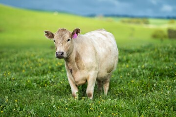 Naklejka premium Sustainable agriculture business, cows grazing on a green meadow, regenerative agricultural farm with cattle. Livestock on a ranch.
