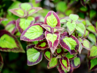 Red and green leaves of the coleus plant, Plectranthus scutellarioides.Background Plant