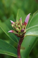 Fototapeta premium Cheilocostus speciosus (Also called crepe ginger, Costaceae, Hellenia speciosa, Pacing tawar) in nature. The rhizome has been used to treat fever, rash, asthma, bronchitis, and intestinal worms