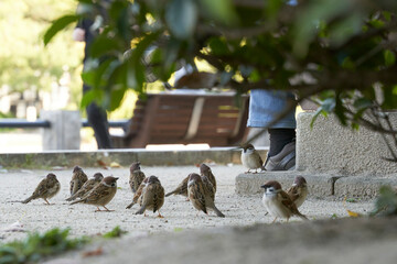 スズメの集会