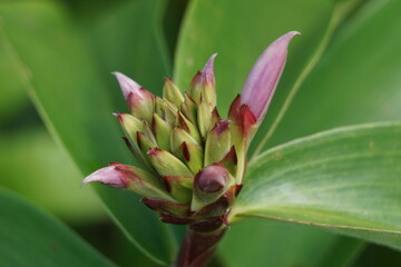 Obraz premium Cheilocostus speciosus (Also called crepe ginger, Costaceae, Hellenia speciosa, Pacing tawar) in nature. The rhizome has been used to treat fever, rash, asthma, bronchitis, and intestinal worms