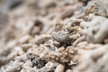 dead coral, bleached coral washed up. coral beach from the great bariier reef in queensland australia