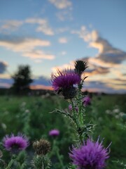 thistle flower in the field 