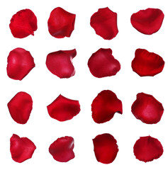 Naklejka premium Fresh red rose petals on white background, top view