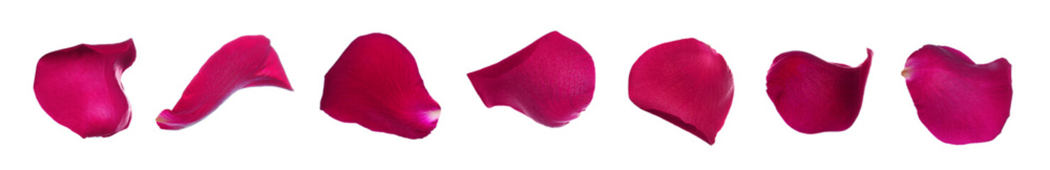 Fresh red rose petals on white background. Banner design