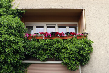Fototapeta na wymiar Balcony decorated with beautiful colorful flowers and green plant