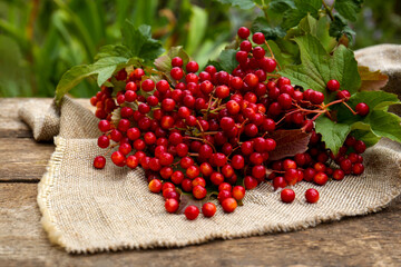 Branch of viburnum with ripe berries on table outdoors