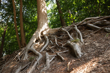 Tree roots visible through ground in forest