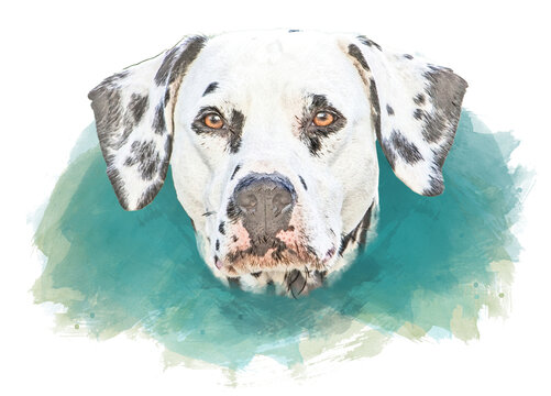 Sketch And Watercolor Clipart Of A Dalmatian Dog Head On Transparent Background