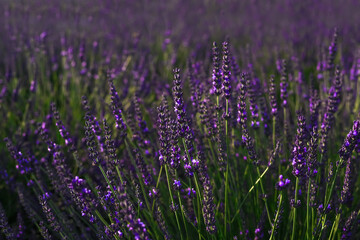 Naklejka premium Beautiful blooming lavender plants growing in field, closeup