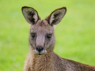 Reddish Kangaroo Head