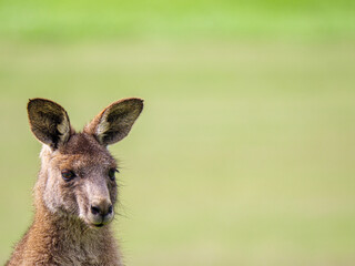 Reddish Kangaroo On Left