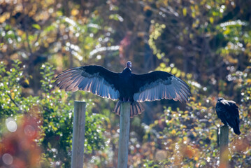 Turkey Vultures Morning Perch