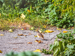 The common redstart, Phoenicurus phoenicurus, is sitting on a ground against a blurred background.