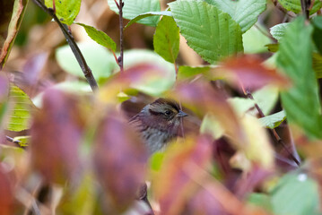 Hidden Swamp Sparrow 