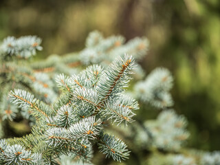 Background of green spruce branches in sunset light