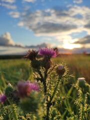 flower of a thistle in the field 