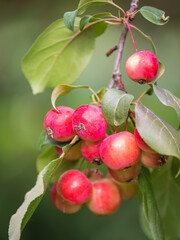 Bright red small wild apples among the yellow leaves in autumn.