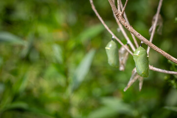 Chrysalis on Swan Plant