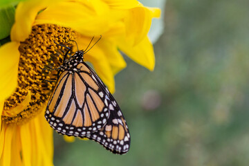 Close Up of Monarch Butterfly on Flower