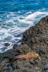 A Galapagos marine iguana on rock