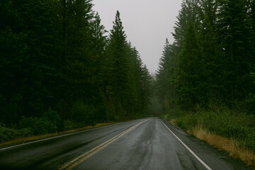 Fototapeta premium road in the forest