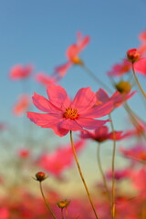 夕日を浴びる秋桜