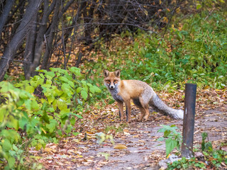 The red fox Vulpes vulpes walks along a path in the forest.