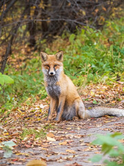 Close up of a red fox Vulpes vulpes, sitting on a path in the forest.